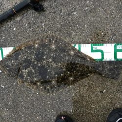 アジの泳がせで