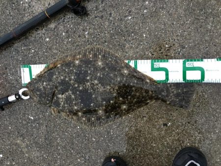 アジの泳がせで