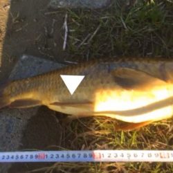 二子玉川園周辺の多摩川で鯉釣りました。