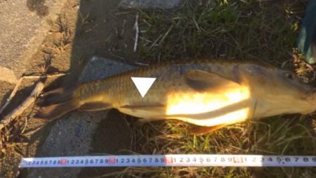 二子玉川園周辺の多摩川で鯉釣りました。