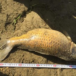 多摩川で鯉と沼チチブ釣りました。