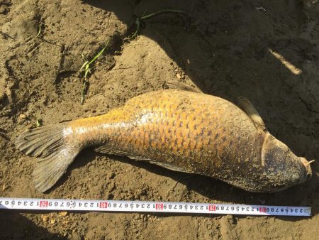 多摩川で鯉と沼チチブ釣りました。