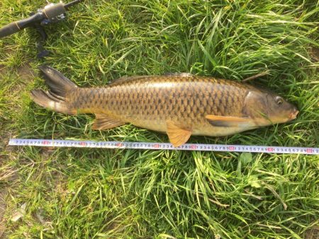 多摩川で鯉釣り