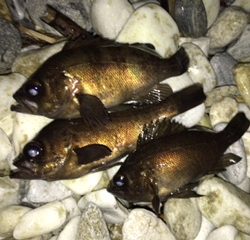 泉南サーフでリベンジ