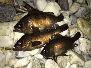 泉南サーフでリベンジ