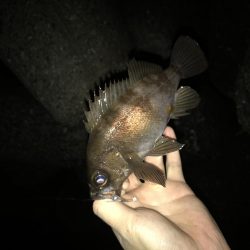 時合にハメて♪