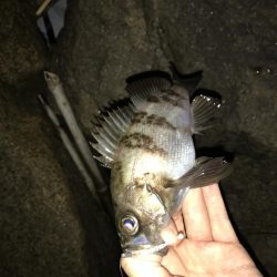 バチ?食いメバル