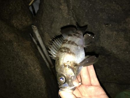 バチ？食いメバル