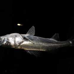 シーバス　バチ抜け