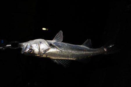 シーバス　バチ抜け