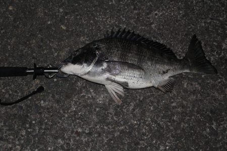 バチ抜けでチヌ