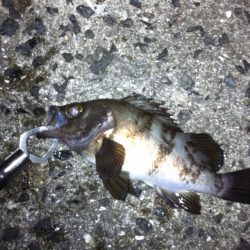 メバル・ガシラ