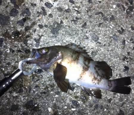 メバル・ガシラ