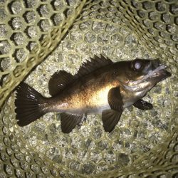 メバル・ガシラ