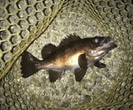 メバル・ガシラ