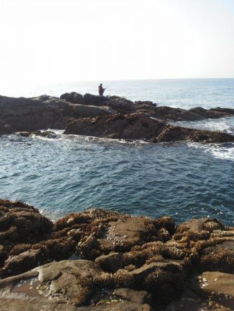 久し振りのグレ・・・