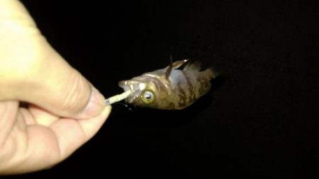 ４月になりました