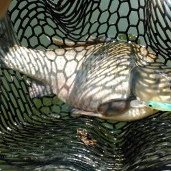 早春の高山ダムにて…