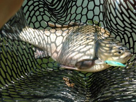 早春の高山ダムにて…