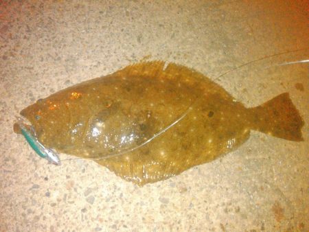 ヒラメ!