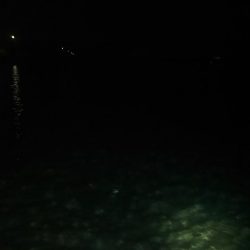 浜名湖シーバス