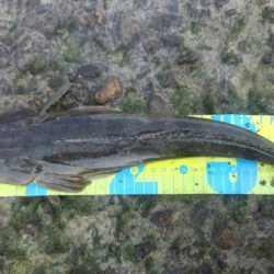 今年初のまともな釣果