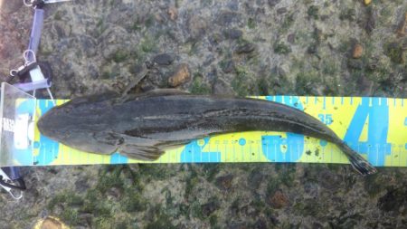 今年初のまともな釣果