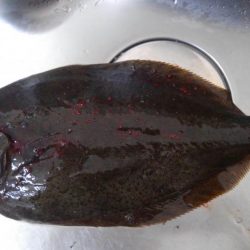 またまたヒラメ！