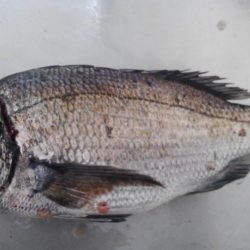 のっこみスタート