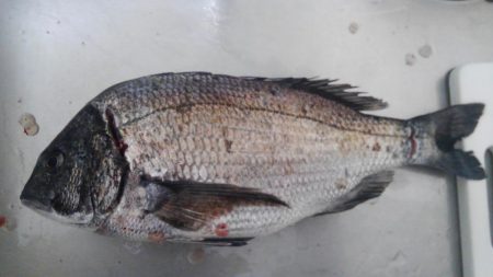 のっこみスタート