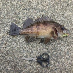 ヤリイカ釣り・・・?