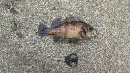 ヤリイカ釣り・・・?