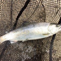 雨の後の揖保川