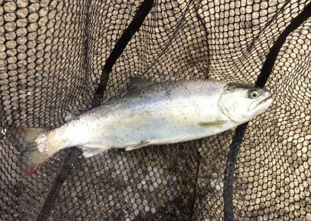 雨の後の揖保川