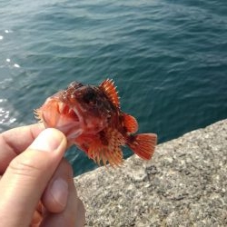 サゴシを横目に