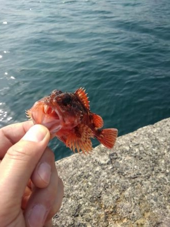 サゴシを横目に