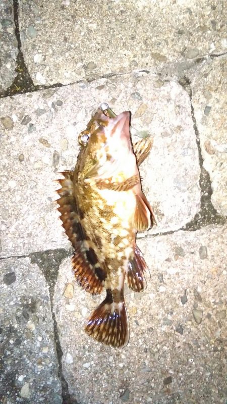 芦屋浜ロックフィッシュ調査