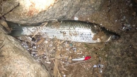 ホームでのシーバス調査