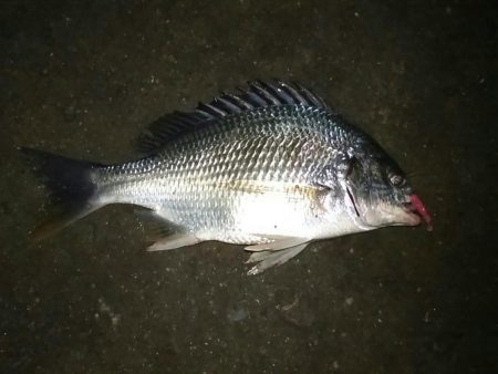 　ホームでのライトゲーム