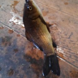 室内釣堀(フナ6匹)