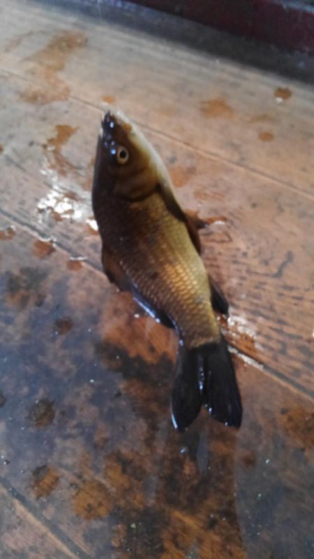 室内釣堀(フナ6匹)