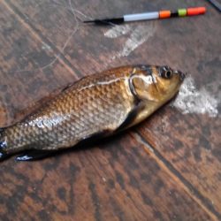 室内釣堀(フナ6匹)