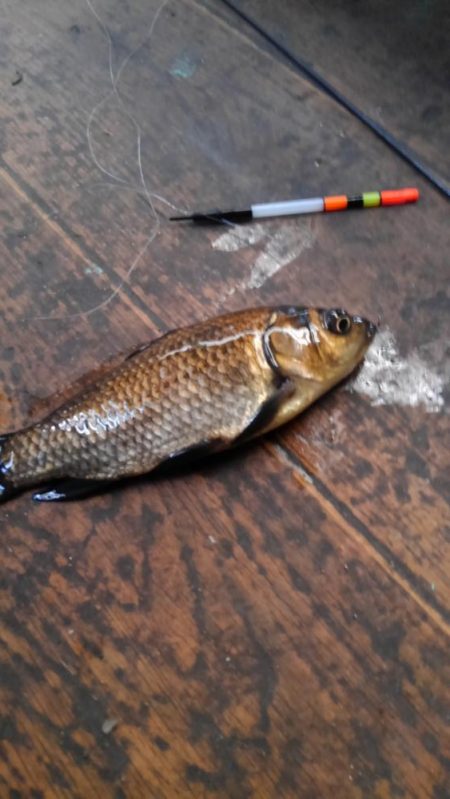 室内釣堀(フナ6匹)