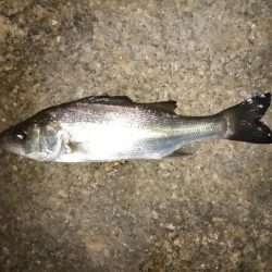 ホームの淀川でライトゲーム