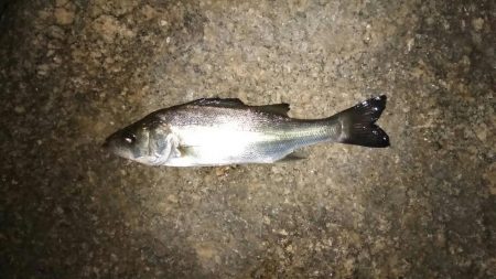 ホームの淀川でライトゲーム