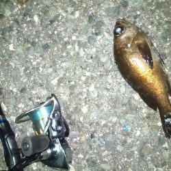 連日ライトゲーム