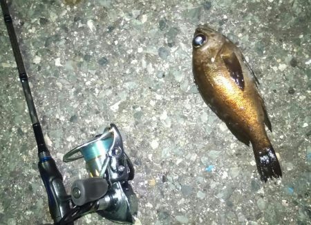 連日ライトゲーム