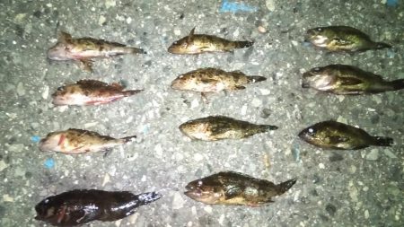 消化不良なメバリング