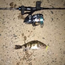 得意の小潮ライトゲーム