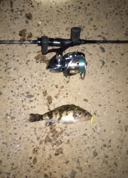 得意の小潮ライトゲーム